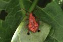 Syromastes_rhombeus_F1582_Z_78_Les Gris_Frankrijk